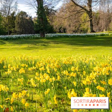 Le Parc de Bagatelle au printemps, cerisier, tulipes et jonquilles - photos - A7C00715