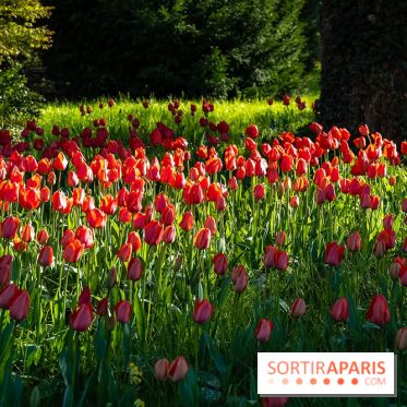 Le Parc de Bagatelle au printemps, cerisier, tulipes et jonquilles - photos - A7C00717