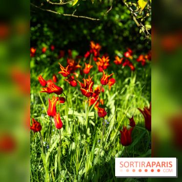 Le Parc de Bagatelle au printemps, cerisier, tulipes et jonquilles - photos - A7C00783