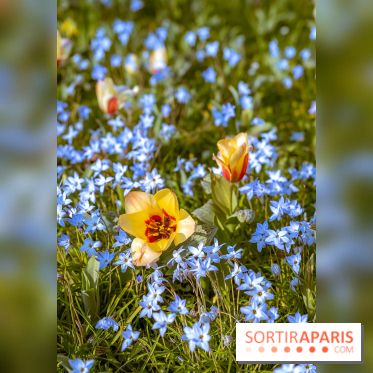 Le Parc de Bagatelle au printemps, cerisier, tulipes et jonquilles - photos - A7C00786