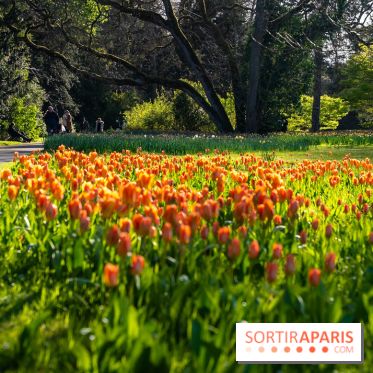 Le Parc de Bagatelle au printemps, cerisier, tulipes et jonquilles - photos - A7C00793