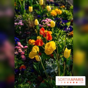 Le Parc de Bagatelle au printemps, cerisier, tulipes et jonquilles - photos - A7C00839