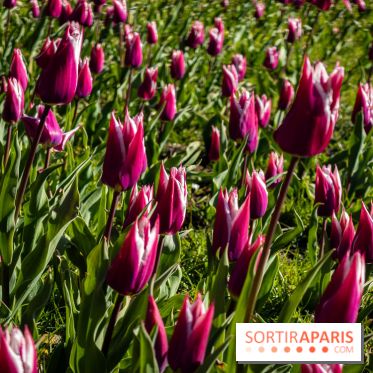 Les tulipes du Château de Dampierre, son jardin anglais et le jardin Le Nôtre
