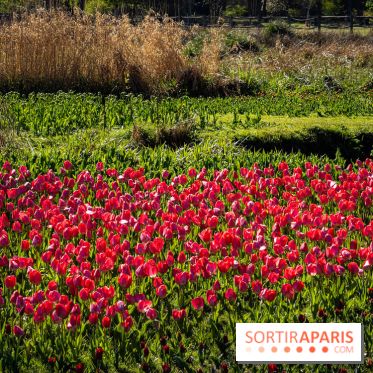 Les tulipes du Château de Dampierre, son jardin anglais et le jardin Le Nôtre