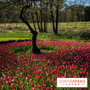 Les tulipes du Château de Dampierre, son jardin anglais et le jardin Le Nôtre