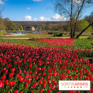 Les tulipes du Château de Dampierre, son jardin anglais et le jardin Le Nôtre