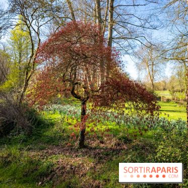 Les tulipes du Château de Dampierre, son jardin anglais et le jardin Le Nôtre