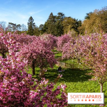 Hanami au Parc de Sceaux 2026, les cerisiers en fleurs et ses  animations - A7C01673