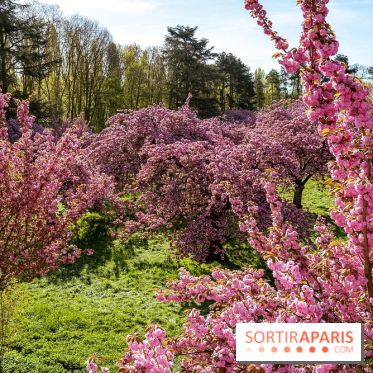 Hanami au Parc de Sceaux 2026, les cerisiers en fleurs et ses  animations