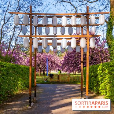 Hanami au Parc de Sceaux 2026, les cerisiers en fleurs et ses  animations