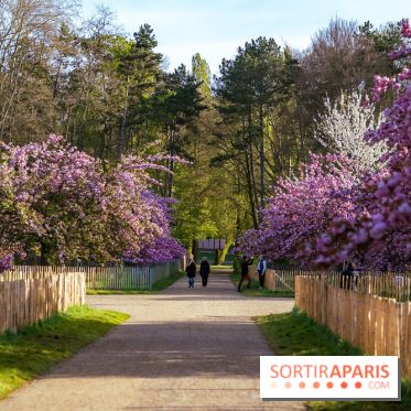Hanami au Parc de Sceaux 2026, les cerisiers en fleurs et ses  animations - A7C01497
