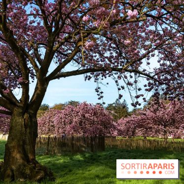 Hanami au Parc de Sceaux 2026, les cerisiers en fleurs et ses  animations