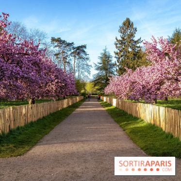 Hanami au Parc de Sceaux 2026, les cerisiers en fleurs et ses  animations