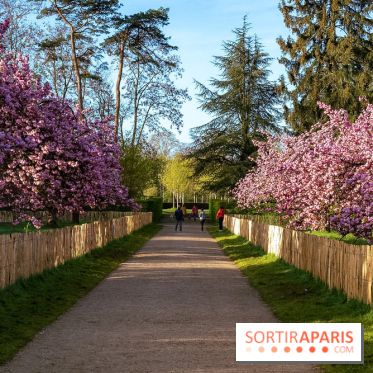 Hanami au Parc de Sceaux 2026, les cerisiers en fleurs et ses  animations