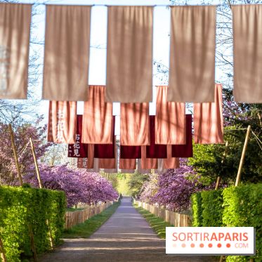 Hanami au Parc de Sceaux 2026, les cerisiers en fleurs et ses  animations