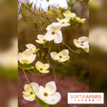 Château de Courson et son domaine : Parc Botanique et Jardin Remarquable en Région Parisienne  - A7C02947