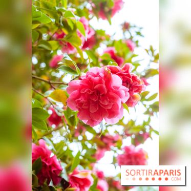 Château de Courson et son domaine : Parc Botanique et Jardin Remarquable en Région Parisienne  - A7C02945