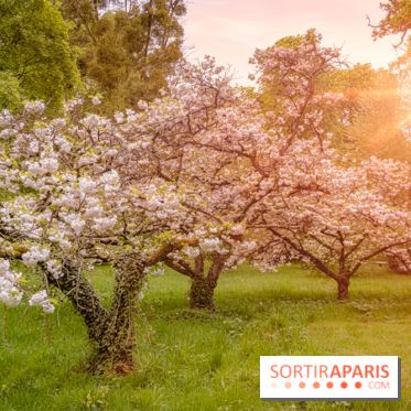 Château de Courson et son domaine : Parc Botanique et Jardin Remarquable en Région Parisienne  - A7C02889 Edit