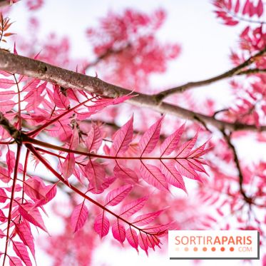 Le Château de Buc et son superbe domaine, parc paysagé aux nombreux trésors - A7C03148