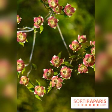 Parc et Jardins du Château de Fontainebleau - les photos