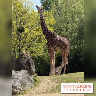 ZooParc de Beauval et Hôtel Les Pagodes de Beauval - IMG 5377