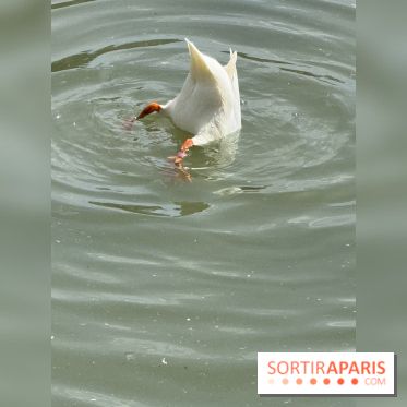 ZooParc de Beauval et Hôtel Les Pagodes de Beauval - IMG 5382