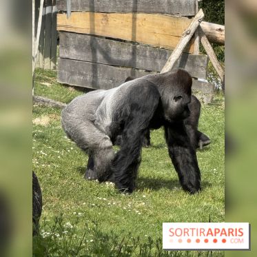 ZooParc de Beauval et Hôtel Les Pagodes de Beauval - IMG 5436