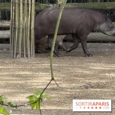 ZooParc de Beauval et Hôtel Les Pagodes de Beauval - IMG 5449
