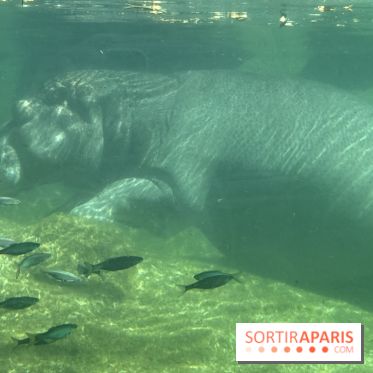 ZooParc de Beauval et Hôtel Les Pagodes de Beauval - IMG 5543