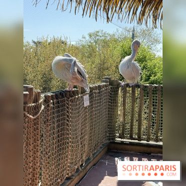 ZooParc de Beauval et Hôtel Les Pagodes de Beauval - IMG 5559