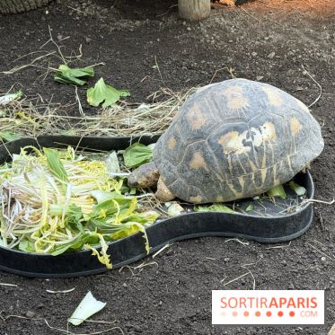 ZooParc de Beauval et Hôtel Les Pagodes de Beauval - IMG 5615