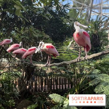 ZooParc de Beauval et Hôtel Les Pagodes de Beauval - IMG 5626