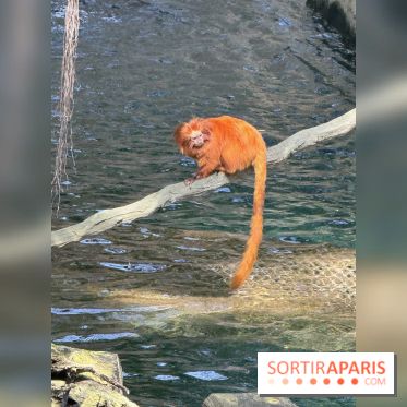 ZooParc de Beauval et Hôtel Les Pagodes de Beauval - IMG 5635