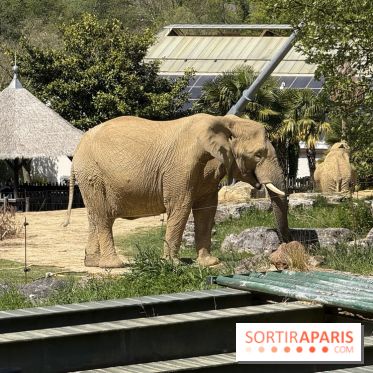 ZooParc de Beauval et Hôtel Les Pagodes de Beauval - IMG 5647