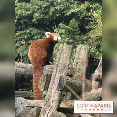 ZooParc de Beauval et Hôtel Les Pagodes de Beauval - IMG 5850