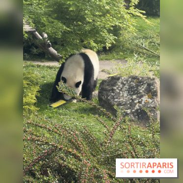 ZooParc de Beauval et Hôtel Les Pagodes de Beauval - IMG 5852