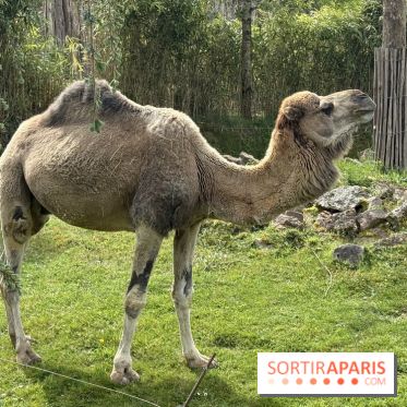 ZooParc de Beauval et Hôtel Les Pagodes de Beauval - IMG 5873