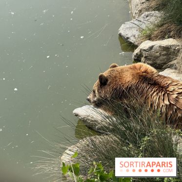 ZooParc de Beauval et Hôtel Les Pagodes de Beauval - IMG 5892