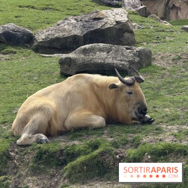 ZooParc de Beauval et Hôtel Les Pagodes de Beauval - IMG 5908