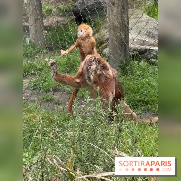 ZooParc de Beauval et Hôtel Les Pagodes de Beauval - IMG 5935