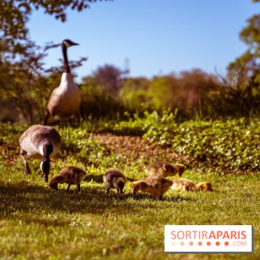 Le Parc des Ibis au Vésinet dans les Yvelines en Région Parisienne - photos