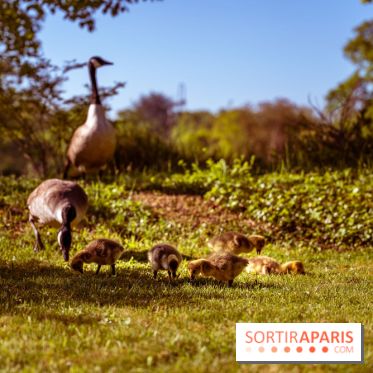 Le Parc des Ibis au Vésinet dans les Yvelines en Région Parisienne - photos  - A7200644 2