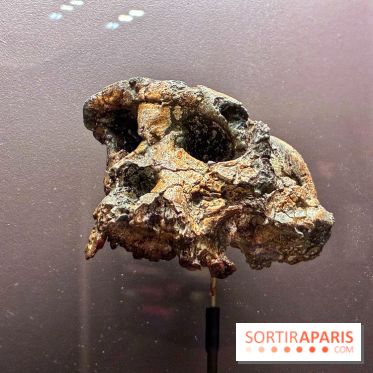 Préhistoire, entre utopie et réalité  - IMG 5558