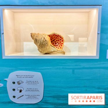 Préhistoire, entre utopie et réalité  - IMG 5624