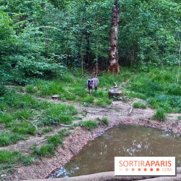 Bivouac avec les loups
