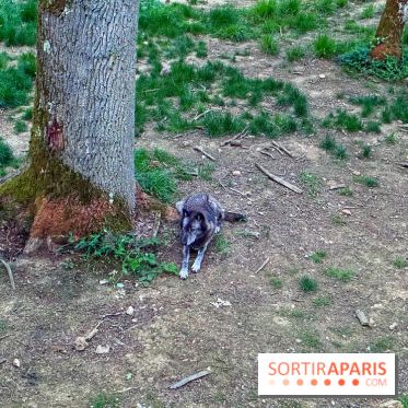 Bivouac avec les loups