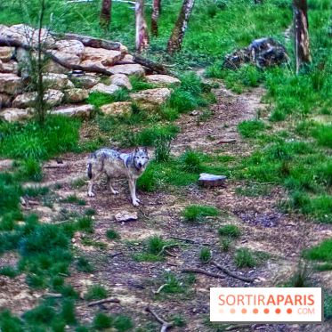 Bivouac avec les loups