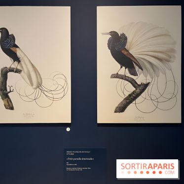 Plumes de Paradis, l'expo au musée du Quai Branly - nos photos