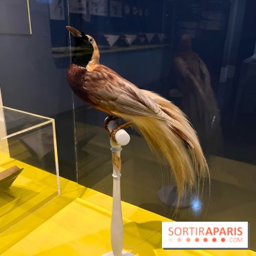 Plumes de Paradis, l'expo au musée du Quai Branly - nos photos