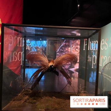 Plumes de Paradis, l'expo au musée du Quai Branly - nos photos